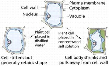 esiste all interno della cellula quando la cellula si rigonfia. http://home.