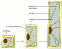 Origini dell osmolarità intracellulare http://www.ncbi.nlm.nih.