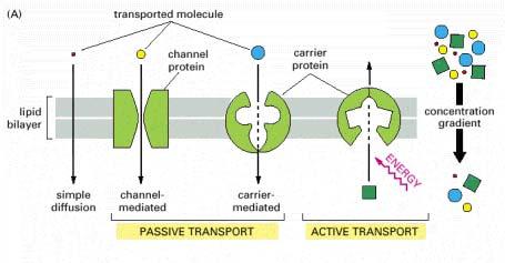 htm Tipi di trasporto Trasporto passivo (1) Trasporto passivo: I soluti a cui la membrana è impermeabile vengono trasportati mediante una proteina canale o una proteina trasportatrice ("carrier ) Se