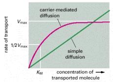 Trasporto passivo TRASPORTO MEDIATO DA TRASPORTATORI («CARRIERS») Regolazione della captazione del glucosio nelle cellule muscolari e adipose mediata dall insulina I trasportatori per il glucosio