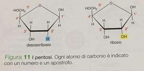 MONOSACCARIDI Se sono composti da 5 atomi di carbonio prendono il nome di pentosi e sono: