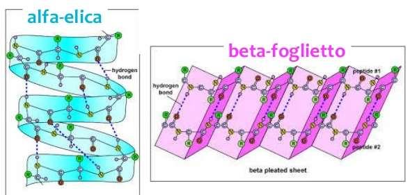 STRUTTURA DELLE PROTEINE Struttura secondaria: si riferisce a un segmento polipeptidico della proteina e descrive l organizzazione spaziale della catena principale senza tener