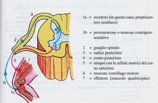 RIFLESSI NERVOSI Arco Riflesso Elementare 1. Neurone centripeto, sensitivo 2. Centro di riflessione 3.