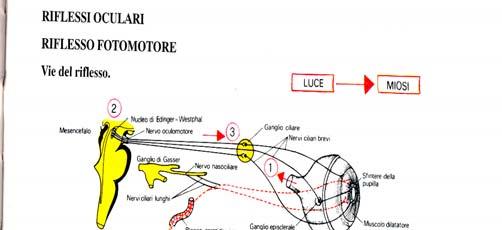 1) Fotomotore: MIOSI 2) Accomodazione 3) convergenza Fotomotore: MIOSI Riflessi Oculari Pupille: Isocoriche: uguale