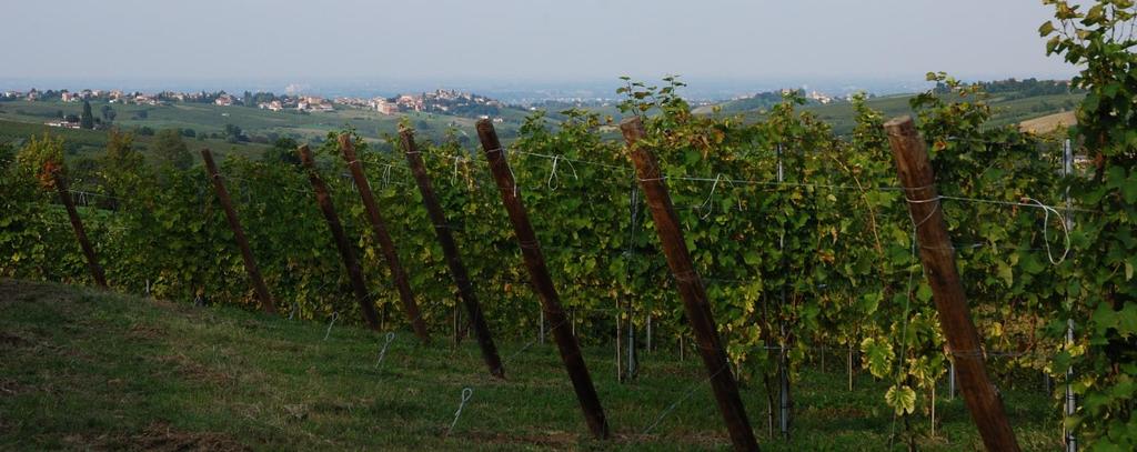 Progetto VIVA Sustainable Wine Indicatore Vigneto Rapporto sui requisiti delle pratiche di gestione agronomica Azienda: Cantina di Vicobarone Via Creta, 60 29010 Vicobarone di Ziano Piacentino (PC)
