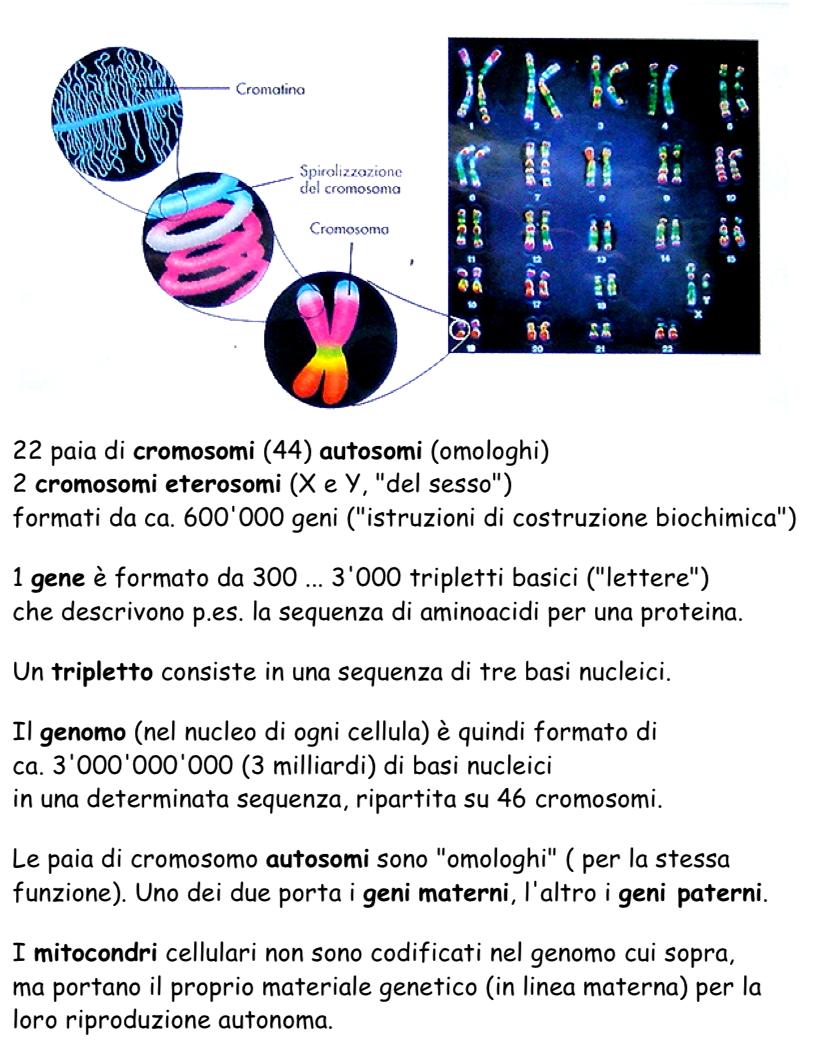 Genomo,, cromosomi, geni 22 paia di cromosomi (44) autosomi (omologhi) 2 cromosomi eterosomi (X e Y, del sesso ) Formati da ca. 600ʼ000 geni ( istruzioni di costruzione biochimica ).