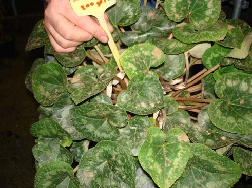 Le foglie delle piante trattate con questo prodotto presentavano una maggior consistenza e robustezza, anche se molto imbrattate.