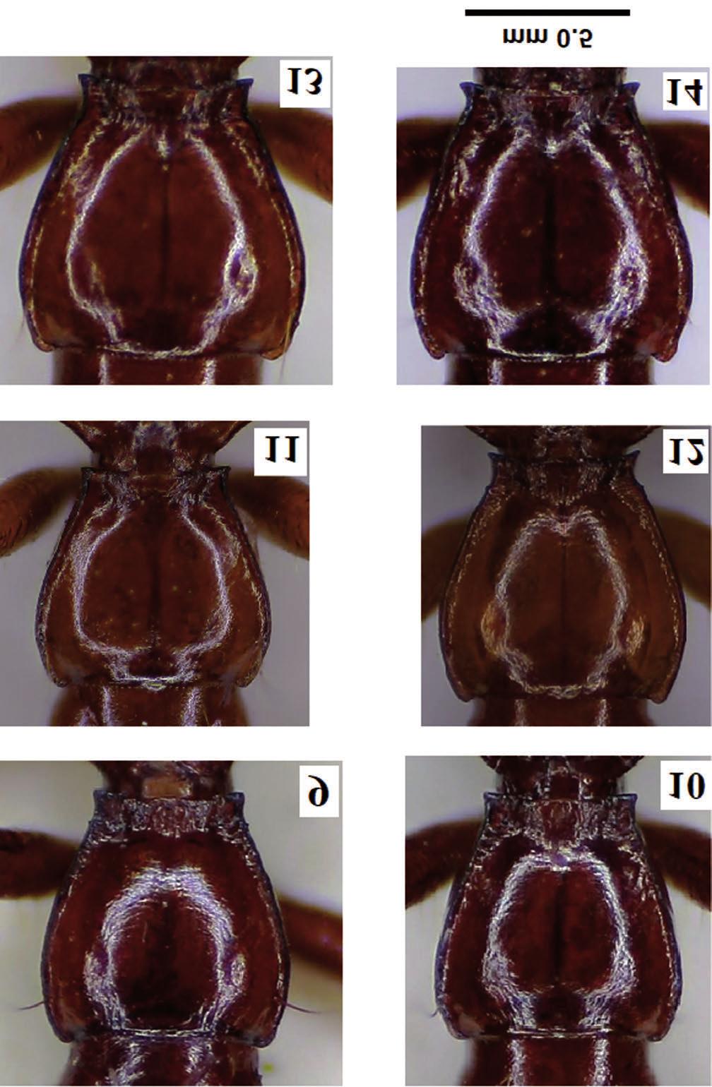 Una nuova specie di Orotrechus Müller dei Colli Euganei (Veneto, Italia) Figg. 9-14. Pronoto. Orotrechus euganeus euganeus, 9: paratypus (M. Ventolone, Arquà Petrarca); 10: esemplare di M.