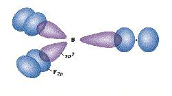 E.g.1: Trifluoruro di boro, BF 3 F F B F E.g.3: Benzene, C 6 6 F B F F F 2p sp 2 E.