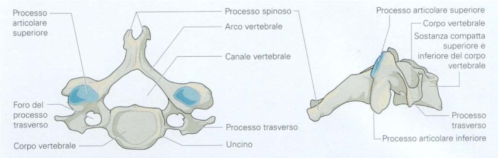 Vertebre cervicali presenza di un processo costiforme foro per l arteria vertebrale tubercoli anteriore e posteriore processo spinoso bifido cervicali corpo