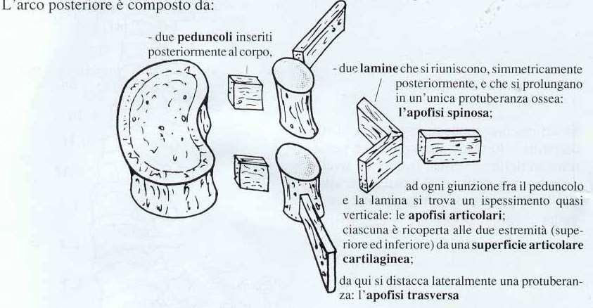 Corpo. Peduncoli. Apofisi articolari. Lamine.