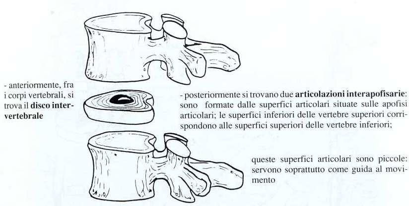 Le vertebre si inseriscono tra loro mediante tre articolazioni: A tra i