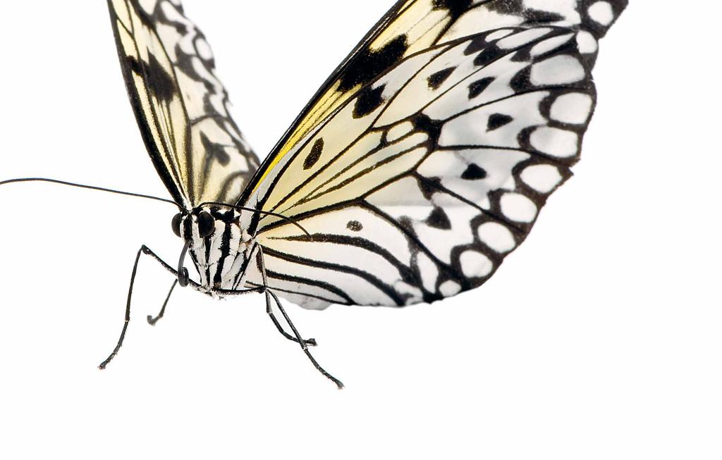 sulle ali della creatività Amiamo sognare di essere farfalle che dispiegano le ali e sorvolano paesaggi di grande respiro e desideriamo tagliare il filo che ci ancora alla terra.