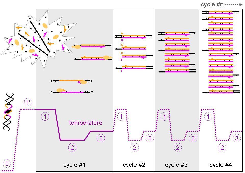 PCR: Polymerase Chain Reaction Reagenti: DNA Buffer dntps MgCl 2 Primer F Primer R Enzima H 2 O Enzima: Taq polimerasi isolata da batterio