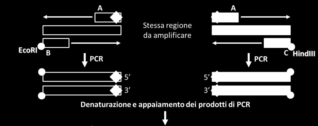Inserimento di mutazioni - Overlap extension PCR 2 reazioni di PCR, in cui uno dei primer contiene la mutazione da inserire, producono frammenti