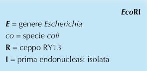 Inserto + Vettore = Vettore ricombinante Clonaggio in vettori plasmidici Tipi di estremità generate dagli enzimi di restrizione Enzimi di restrizione: - Vengono isolati dai batteri che li producono