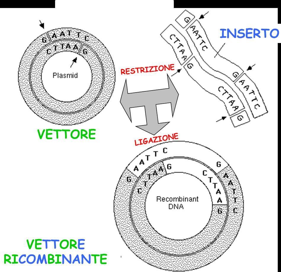 Inserto + Vettore = Vettore ricombinante Clonaggio in vettori plasmidici Tipi di