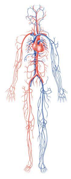 BENESSERE CARDIOVASCOLARE LE PATOLOGIE CARDIOVASCOLARI (CVD) SONO AL PRIMO POSTO AL MONDO COME CAUSA DI DECESSI 1. 23,3 MLN. DI DECESSI ENTRO IL 2030 2.