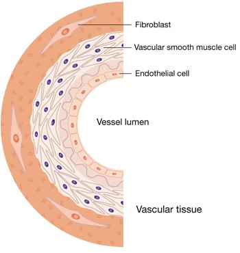 INTRODUZIONE ALL ENDOTELIO UN SINGOLO STRATO DI CELLULE CHE RIVESTONO LA TOTALITA DEL SISTEMA CARDIOVASCOLARE, DAL CUORE AI PICCOLI CAPILLARI.