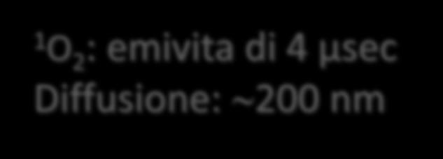 : emivita di 4 µsec Diffusione: 200 nm 1O 2 La biglia