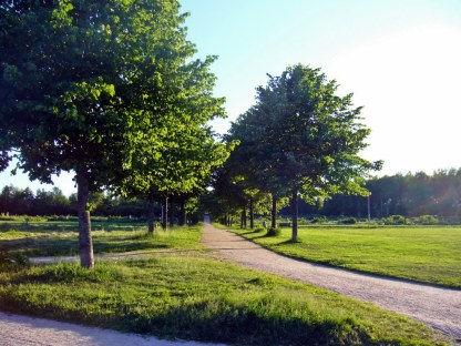 C) Tillia Europea Pallida Descrizione: Cultivar dell ibrido Tilia x europea che deriva dall incrocio tra Tilia cordata e Tilia platyphyllos.