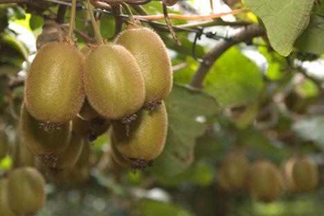 Il caso studio: produzione e fornitura di mele e kiwi alle mense scolastiche provinciali Il Frutto Permesso, Bibiana (TO), produzione
