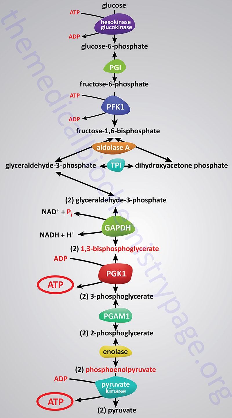 Bilancio della glicolisi In totale durante le dieci tappe, il bilancio per quanto riguarda i legami fosforici è stato: ATP spesi 4 ATP prodotti ( da ogni trioso formato dal glucosio) Produzione netta