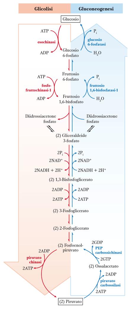 La gluconeogenesi non è l inverso della glicolisi Gluconeogenesi: sintesi del glucosio da precursori non glucidici (lattato, amminoacidi, glicerolo) convertiti in piruvato o in intermedi che entrano