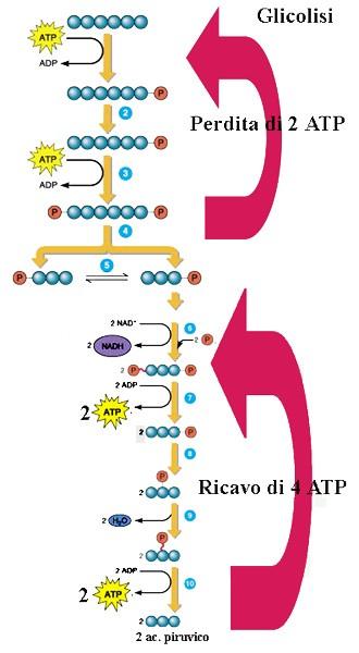 La glicolisi: via metabolica centrale del catabolismo del glucosio Via metabolica antica avviene interamente nel citoplasma delle cellule. onverte il glucosio in piruvato, producendo ATP e NAD.