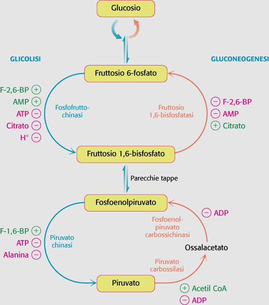 1 Glicolisi e gluconeogenesi sono regolate reciprocamente Glicolisi: ΔG complessivo per produrre piruvato da glucosio: ΔG = -84 kj mol -1 Gluconeogenesi: ΔG per produrre glucosio da piruvato ΔG = -38