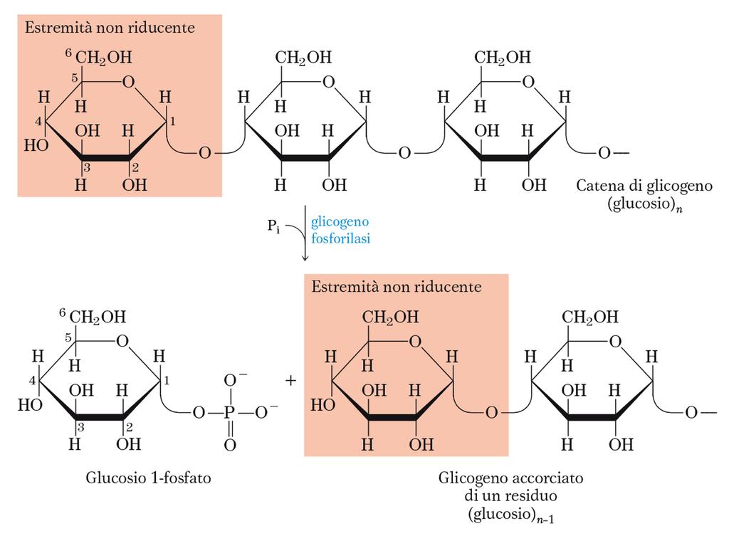 Il metabolismo del glicogeno: la degradazione La demolizione del glicogeno nekl muscolo scheletrico e nel fegato è catalizzata dalla glicogeno fosforilasi che