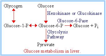 La glicogeno fosforilasi è regolata sia allostericamente che ormonalmente Nel fegato il glucagone attiva la glicogeno fosforilasi per effetto di una fosforilazione AMPc/PKA dipendente della
