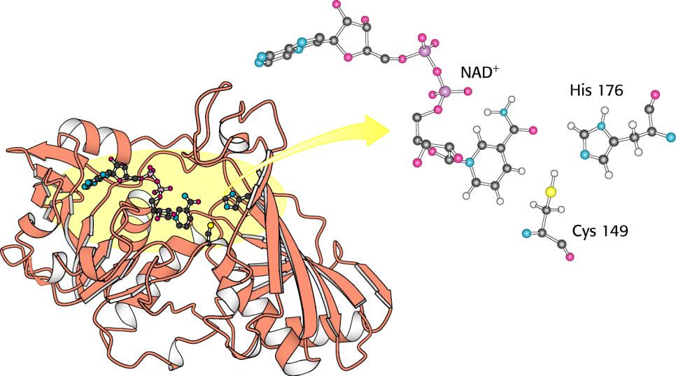 Meccanismo catalitico della GAPD Struttura della GAPD : il sito attivo include una is ed una ys adiacenti ad una molecola di NAD +