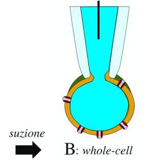 Le bibbie : Ion channels of excitable membranes. B. Hille.
