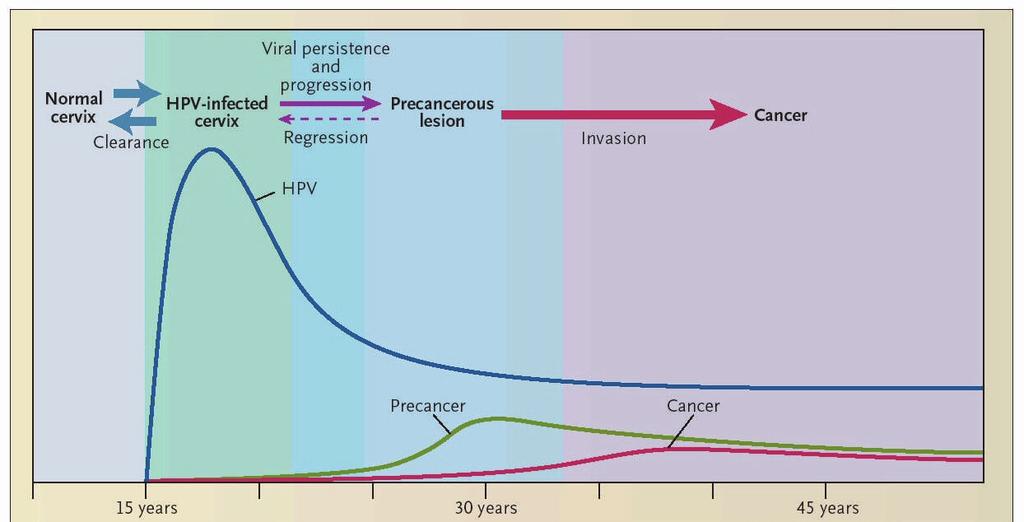 STORIA NATURALE DELL INFEZIONE DA HPV le infezioni genitali da HPV sono molto più frequenti intorno ai 20 anni la grande maggioranza delle infezioni si risolve (= test HPV negativo) entro uno-due