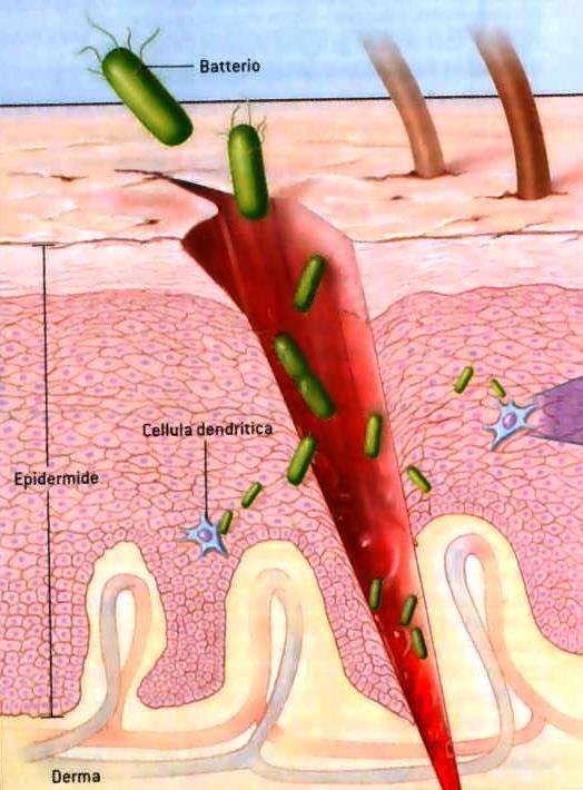 Lesioni della cute o delle mucose possono permettere l entrata di patogeni 1. Adesione locale alle cellule tessutali 2.