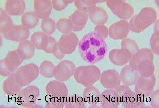 Le cellule della immunità innata Granulociti neutrofili Chiamati anche polimorfonucleati (PMN).
