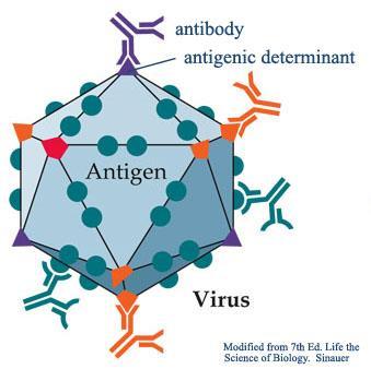 Le cellule del sistema immunitario adattativo, o specifico, riconoscono gli antigeni ovvero molecole specifiche per un determinato patogeno Un antigene è una sostanza che introdotta in un organismo
