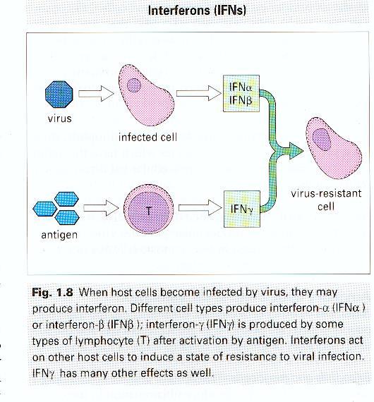 Interferoni (IFN) Molecole che facilitano la difesa immunitaria contro i virus Rendono le