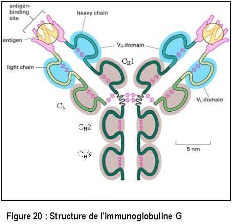 anche immunoglobuline (Ig) Riconoscono un antigene specifico e sono in grado di