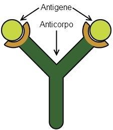 Gli anticorpi riconoscono elementi