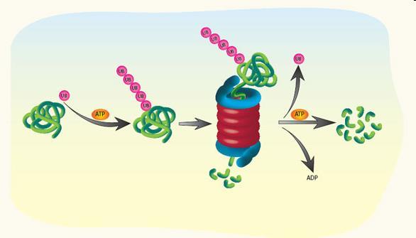 8. Degradazione delle proteine L emivita delle proteine è strettamente regolata La degradazione delle