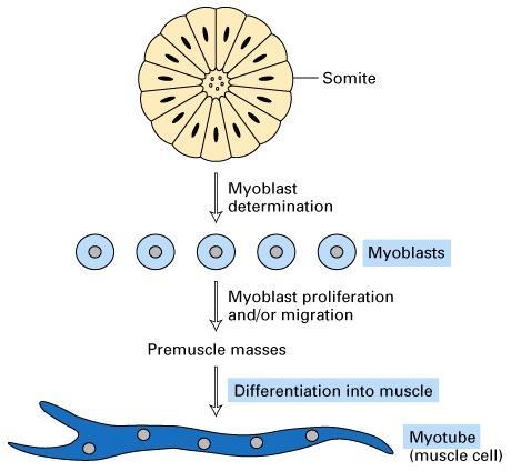 Miogenesi