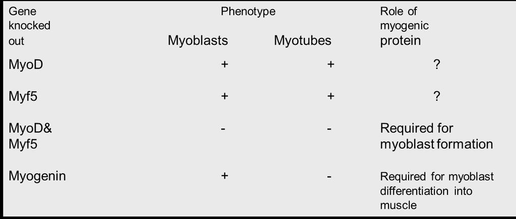 Effetti del knockout di MRFs sulla miogenesi I MRFs sono stati eliminati in topi in modo da capire la loro funzione nella miogenesi.