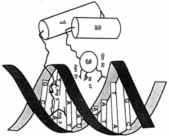 (a) E-proteina Trascrizione di geni del muscolo (b) MRF CANNTG E-box (a) I MRF dimerizzano con le E-proteine e si legano alle sequenze CANNTG sul DNA, le