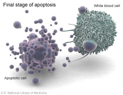 When a cell undergoes apoptosis, white blood cells