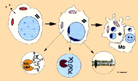 APOPTOSI Cambiamenti morfologici Diminuzione di volume Condensazione della cromatina Condensazione del citoplasma Frammentazione della cromatina Formazione dei corpi apoptotici Eliminazione per