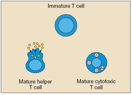 B-cell proliferation (antibody production)