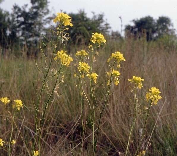 Fioritura: aprile-giugno