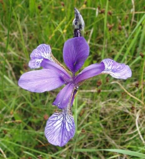 Fioritura primaverile